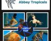 abbey tropicals