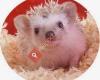 African Pygmy Hedgehogs