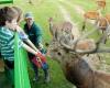 Bucklebury Farm & Deer Safari Park