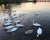 Chasewater Railway, Chasewater Country Park