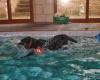 Corley Canine Pool