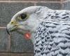 Falcon Pest Control Services