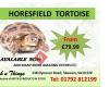 Fish 'n' Things Tropical Fish & Skewen Tortoise Reptile Centre Neath,Swansea & RC NITRO Model Shop
