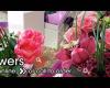 Ginger Lily Florists