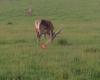 Gosford Forest Park