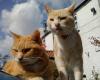 Haworth Animal Welfare Cat Rescue