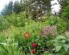 hedgedoctor sustainable landscape garden design aberdeenshire