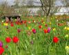 Helmsley Walled Garden