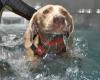 HydroDobes Canine Hydrotherapy