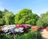 Isabella Plantation