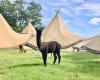 John Muir Alpacas