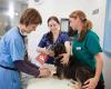 Langford Vets Small Animal Referral Hospital
