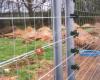 Livewire Fencing