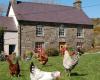 Nantgwynfaen Organic Farm Bed and Breakfast and Farm Shop West Wales