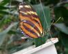 National Botanic Garden of Wales