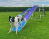 Oswaldtwistle Dog Park & Doggy Daycare