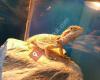 Partick Aquatics & Reptiles Citylocal