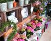 Ragged Robin florist