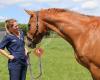 Royal Veterinary College Equine Practice and Referral Hospital