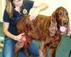 Sarah Edge Veterinary Physiotherapy