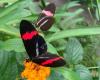 Seaforde Tropical Butterfly House