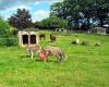 Small Breeds Farm Park and Owl Centre