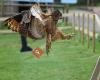 South Coast Falconry