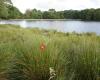 Sutton Park, Longmoor Pool