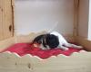 Sylvan Lullaby - Luxury Dog Beds Nottingham