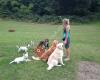 Top Dog Training School and home Boarding