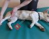 Valiant Veterinary Physiotherapy