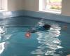 Well-Dogs Canine Hydroptherapy