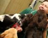 Willett House Veterinary Surgeons - Addlestone