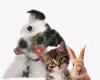 Willow Veterinary Centres - Newport Pagnell