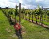 Yorkshire Heart Vineyard and Brewery.